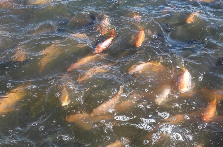 Recirculating Water Mariculture
